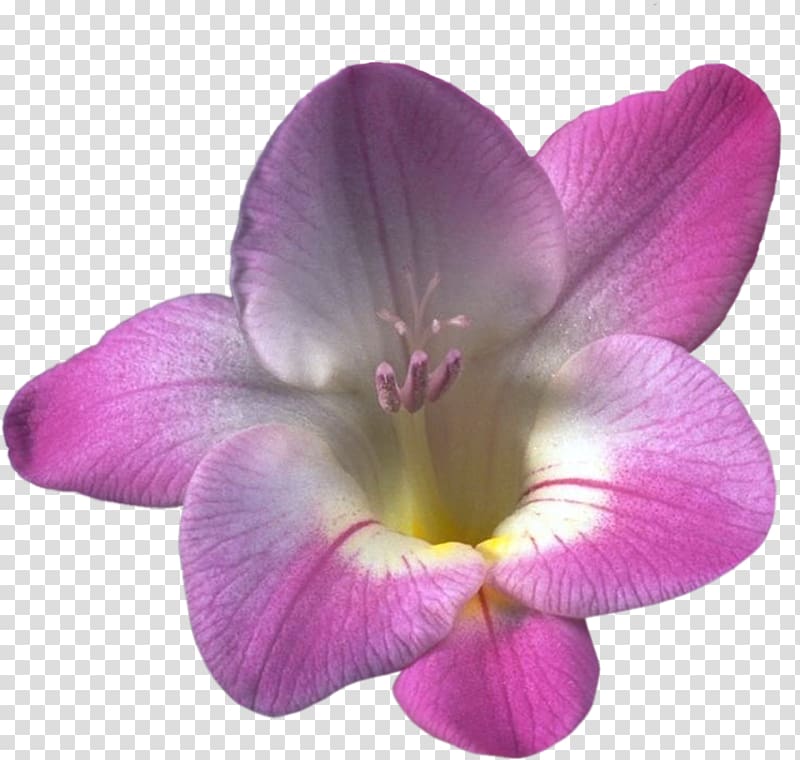 Moth orchids Herbaceous plant Freesia Plants, Orchids Flower transparent background PNG clipart