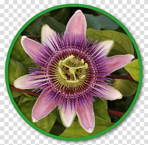 Channel catfish State Commercial Fish Plants Bluecrown Passionflower Purple passionflower, chamomile tea side effects transparent background PNG clipart