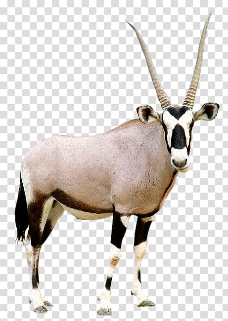 Gemsbok Antelope Pronghorn Scimitar oryx, others transparent background PNG clipart