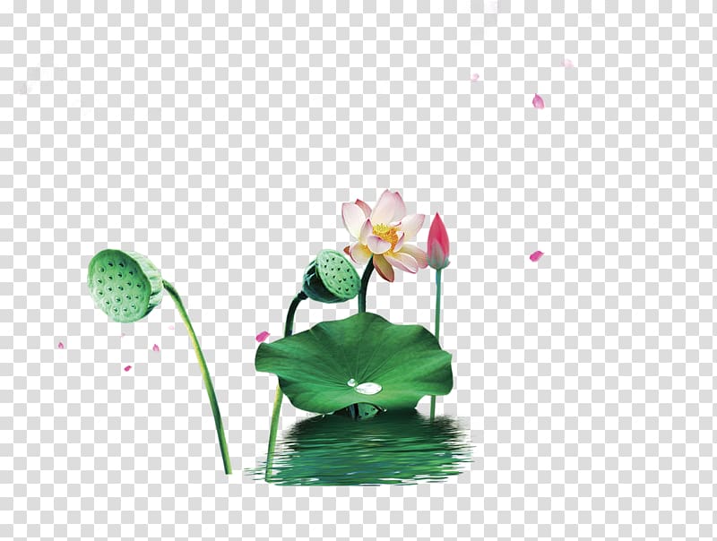 u8377u82b1u56fe Nelumbo nucifera, Lotus Lotus transparent background PNG clipart