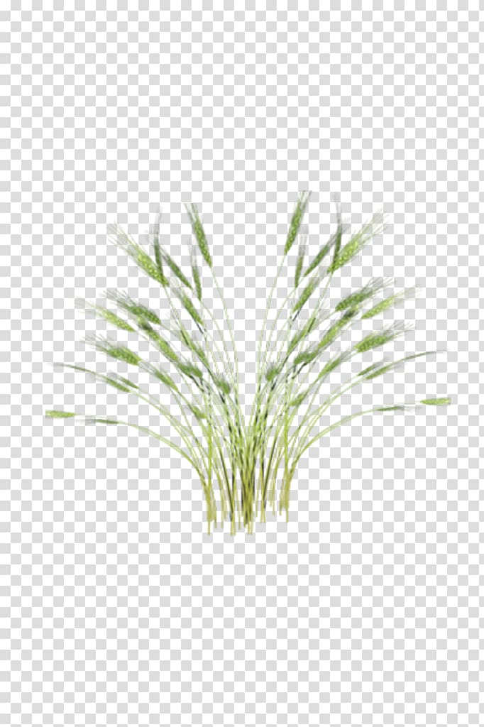 Green Rice Oryza sativa Paddy Field, Rice transparent background PNG clipart