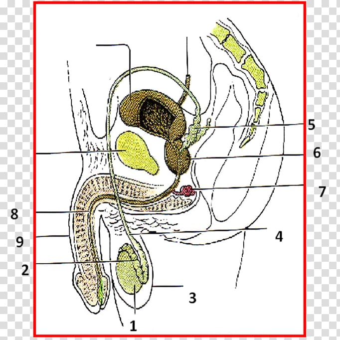 Male reproductive system Reproduction Organ Man, man transparent background PNG clipart