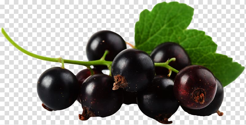Blackcurrant Bilberry Zante currant Blueberry, blueberry transparent background PNG clipart