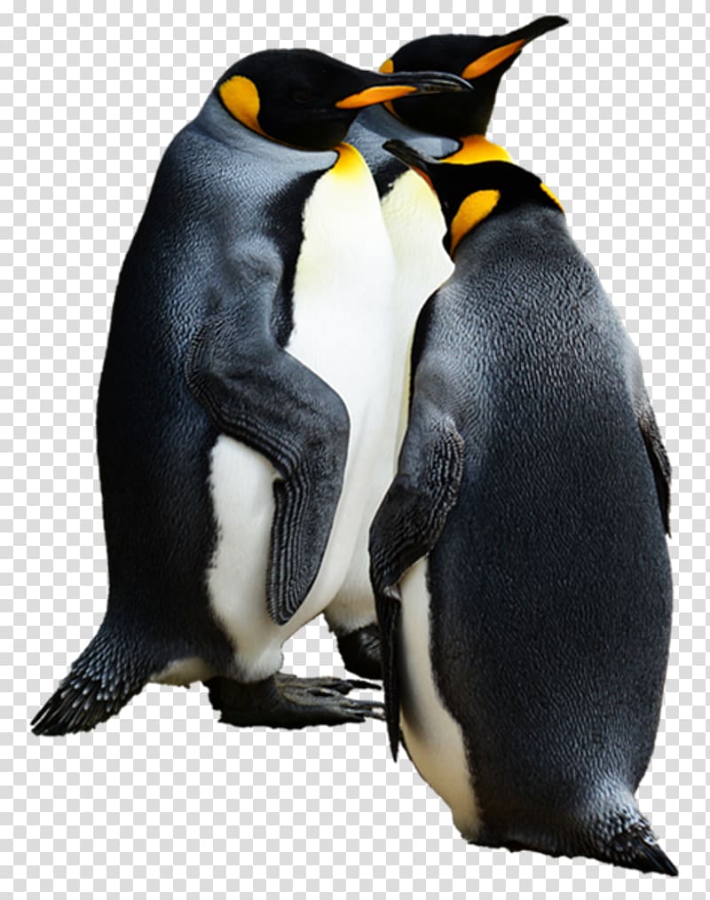 Penguin , gif transparent background PNG clipart