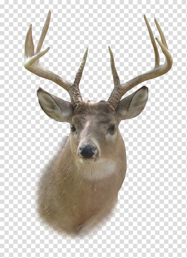 brown reindeer, White-tailed deer Reindeer , Deer Head HD transparent background PNG clipart