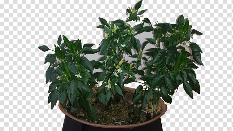 Akadama Cayenne pepper Plant Flowerpot Chili pepper, fire pepper transparent background PNG clipart