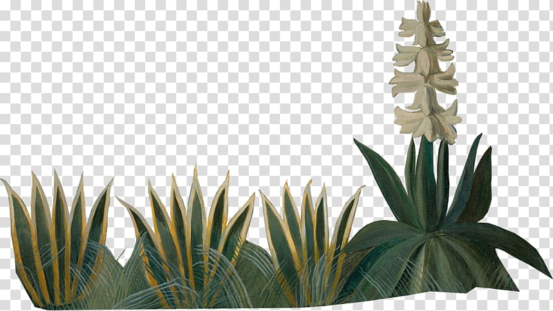 Agave azul Flowerpot Author Houseplant Copyright, plants transparent background PNG clipart