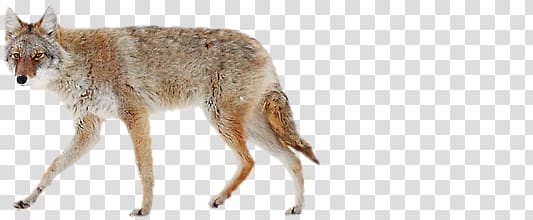 Jackal, coyote transparent background PNG clipart