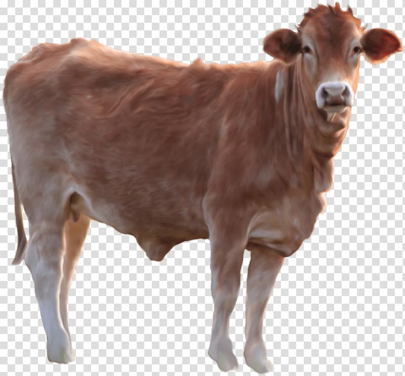 brown cow, Cattle Calf, Cow transparent background PNG clipart