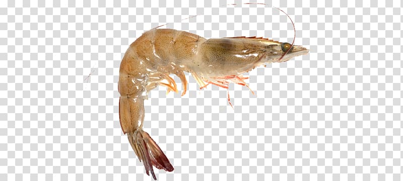 Shrimp farming Caridea Seafood Chinese white shrimp, shrimps transparent background PNG clipart