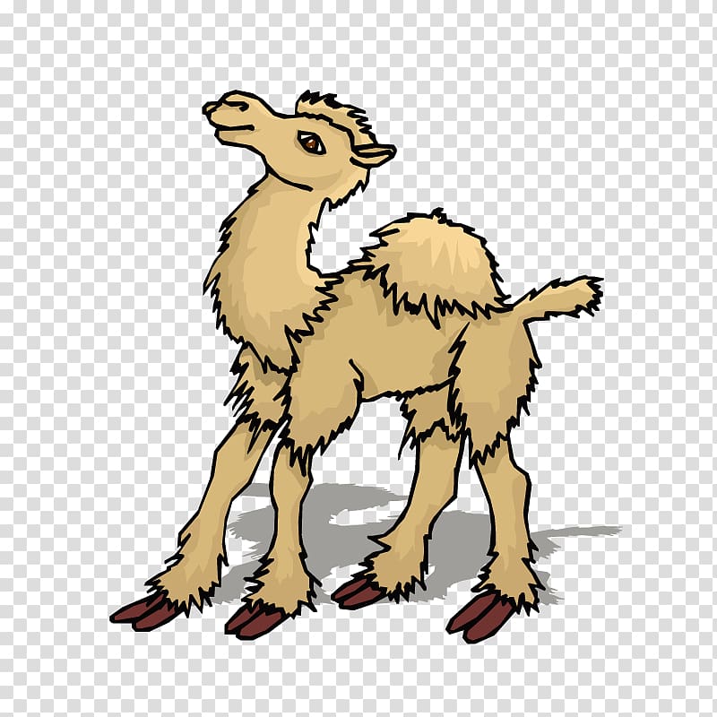 Dromedary Bactrian camel , Sell ​​Meng camel transparent background PNG clipart