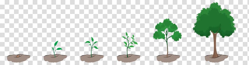 Plant Tree , plant transparent background PNG clipart