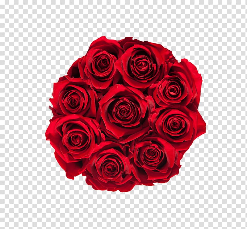 Garden roses Floral design Cut flowers Flower bouquet, royal red transparent background PNG clipart