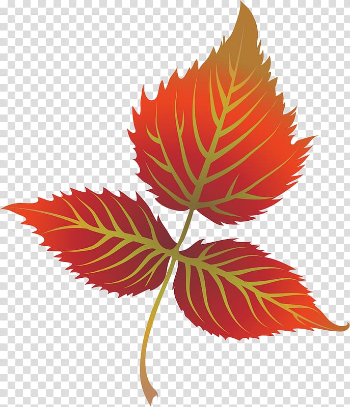 Autumn leaf color , autumn transparent background PNG clipart