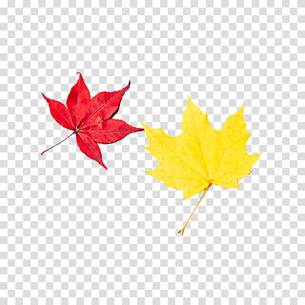 Autumn Leaf Deciduous, Autumn Leaves transparent background PNG clipart