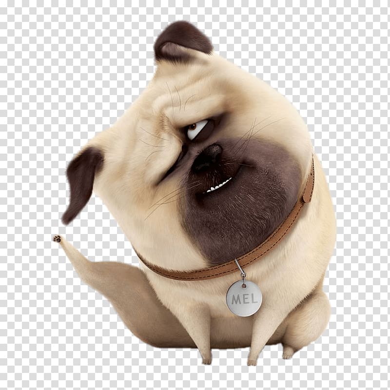 Pug Mel Puppy Companion dog Dog breed, puppy transparent background PNG clipart