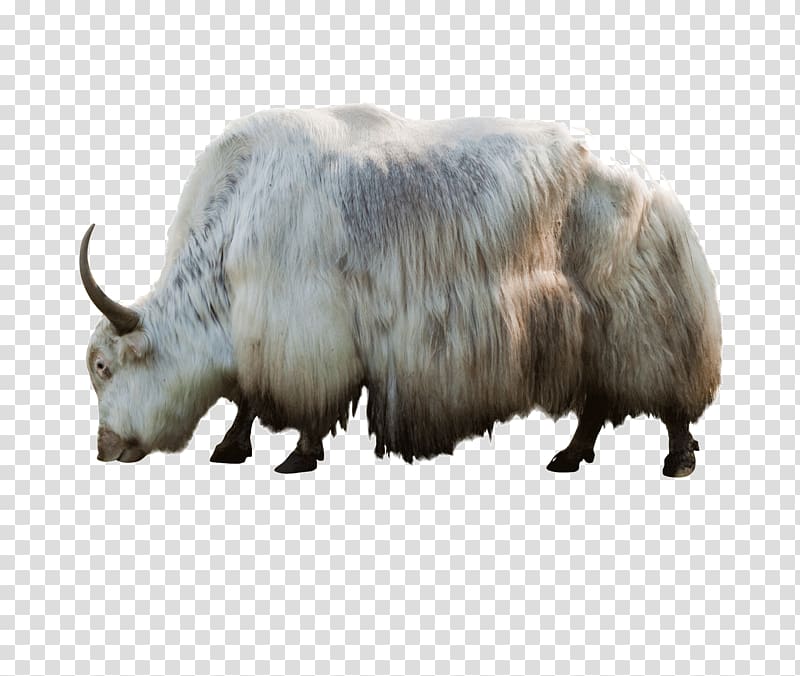 Domestic yak Bird Reptile Deer Mammal, Bison transparent background PNG clipart