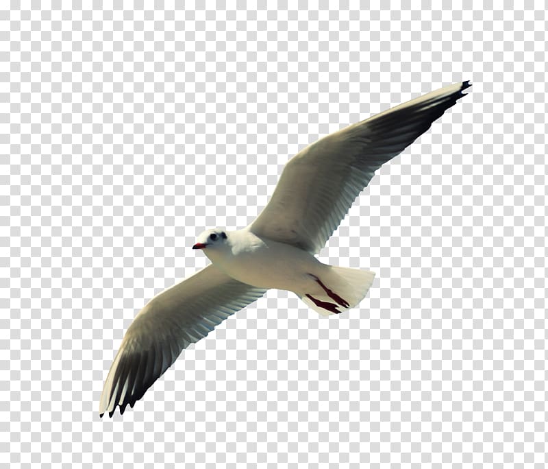 Gulls Water bird Beak Wing, Siberian Gull transparent background PNG clipart