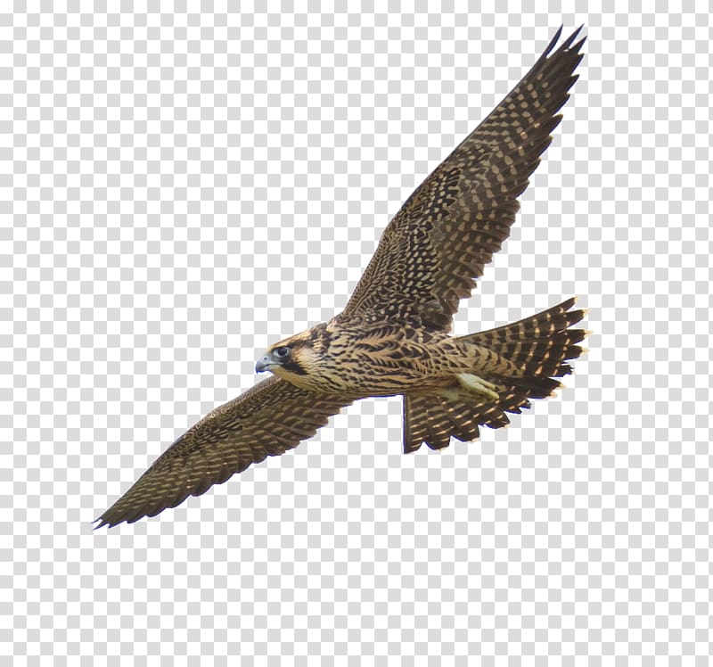 brown eagle spreading wings, Peregrine falcon, Falcon transparent background PNG clipart