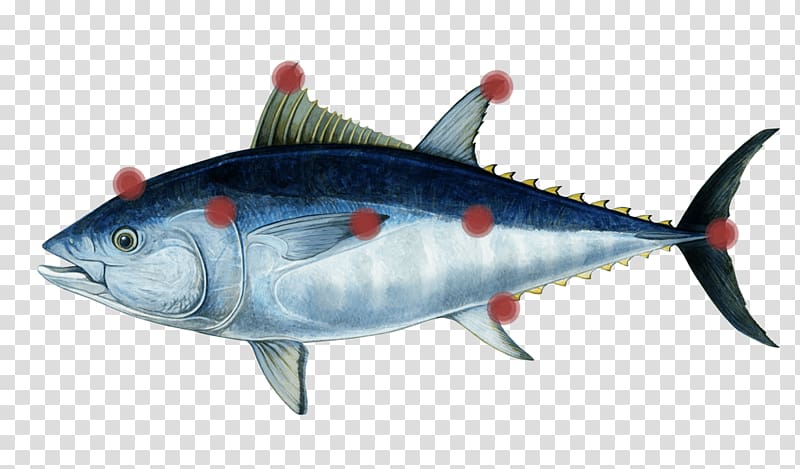 Mackerel Southern bluefin tuna Atlantic bluefin tuna Pacific bluefin tuna Oily fish, tuna transparent background PNG clipart