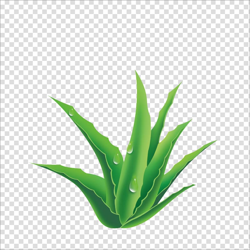 Aloe Plant, Aloe transparent background PNG clipart