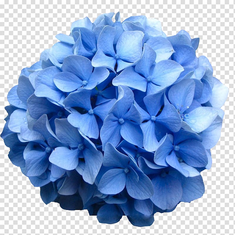 French hydrangea Oakleaf hydrangea Flower Shrub Bud, blue flower transparent background PNG clipart