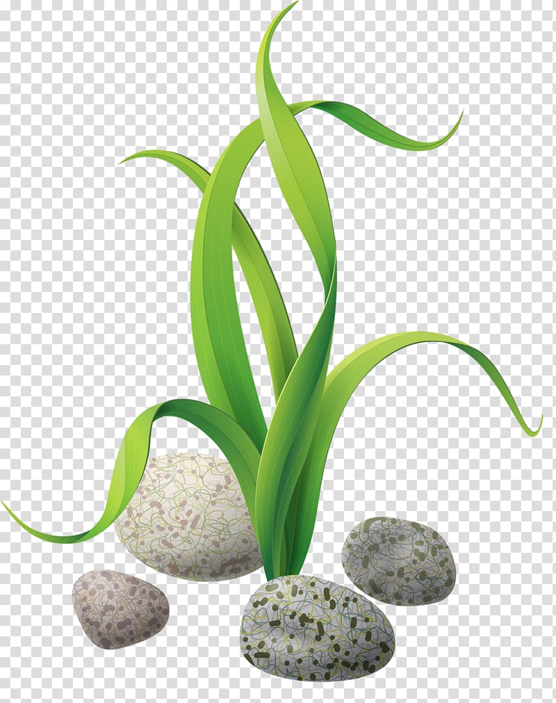 green leafed plant graphic, Algae Seaweed , stones and rocks transparent background PNG clipart