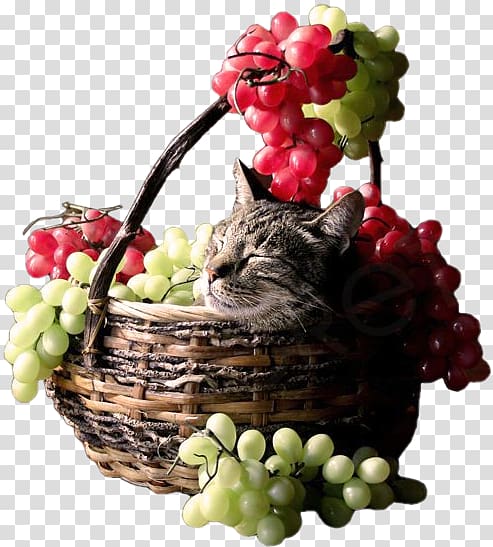 Les accommodements raisonnables Cat The Strawberry Basket, fruit in kind transparent background PNG clipart