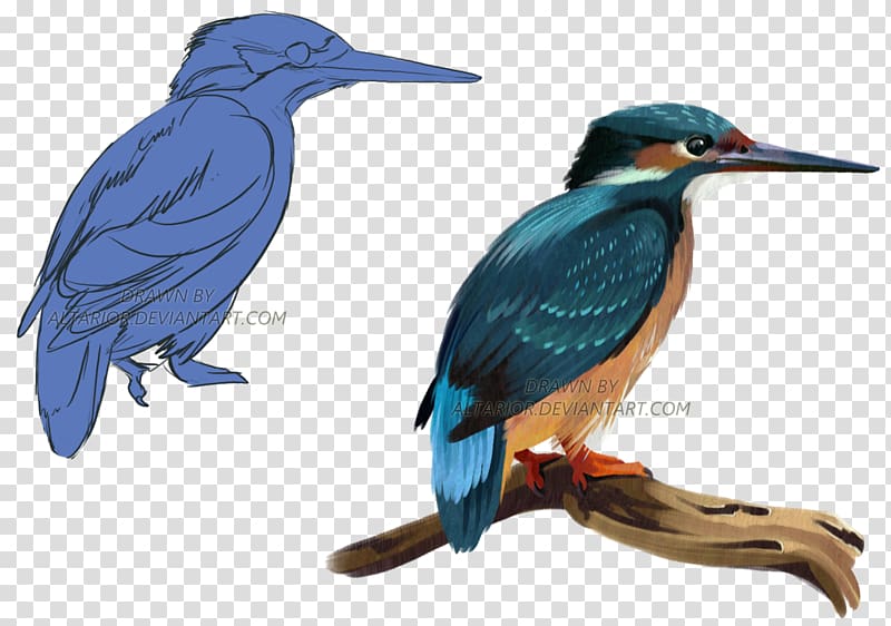 Bird Belted kingfisher Drawing Beak, kingfisher transparent background PNG clipart