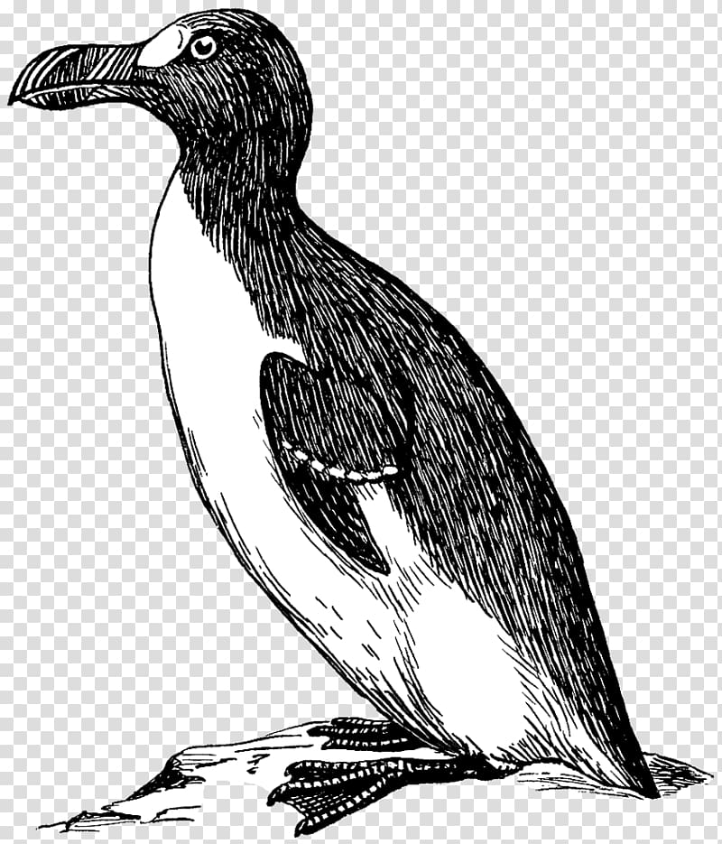 Penguin Great auk graphics Bird, penguin transparent background PNG clipart
