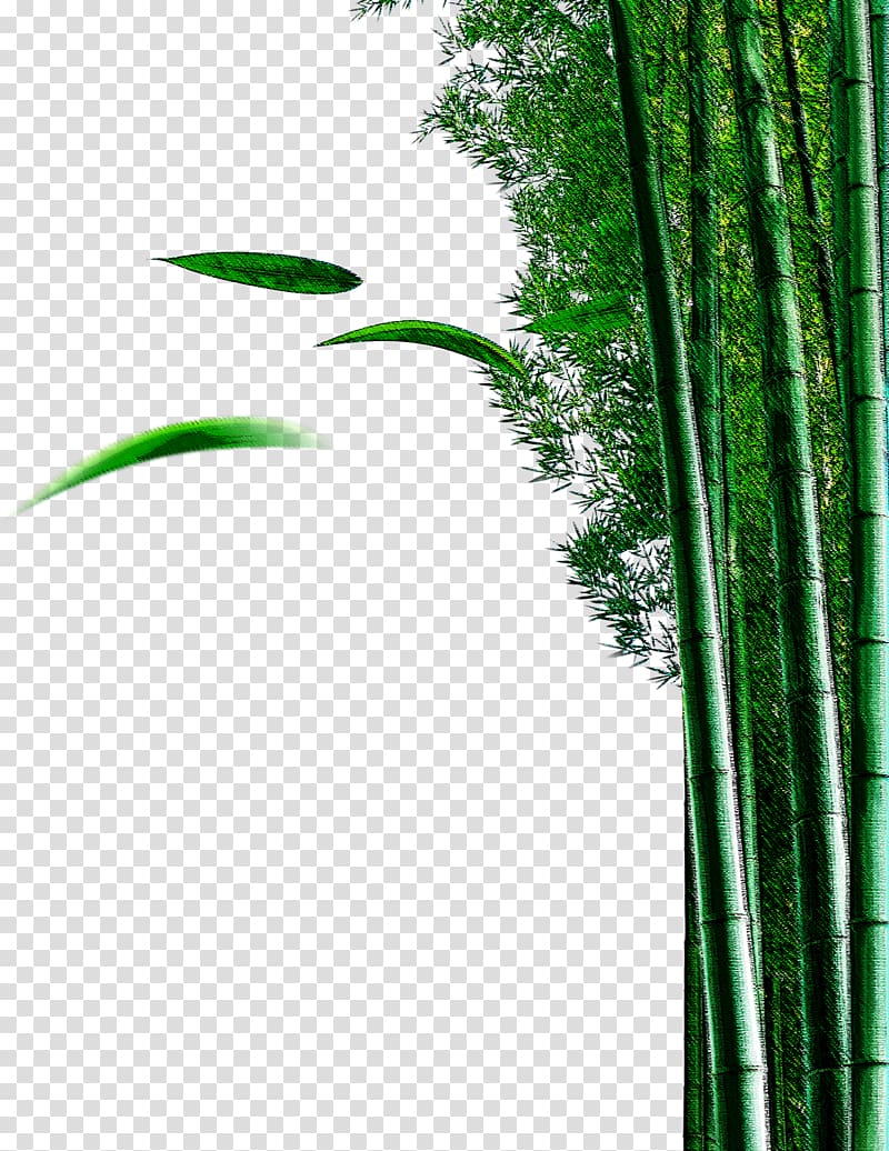 Bamboo Bamboe Plant Euclidean , bamboo transparent background PNG clipart