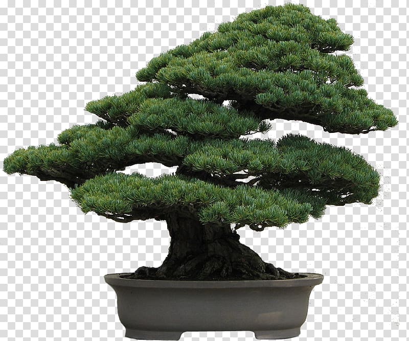 National Bonsai Foundation Pinus armandii Pinus thunbergii Pinus densiflora, bonsai transparent background PNG clipart
