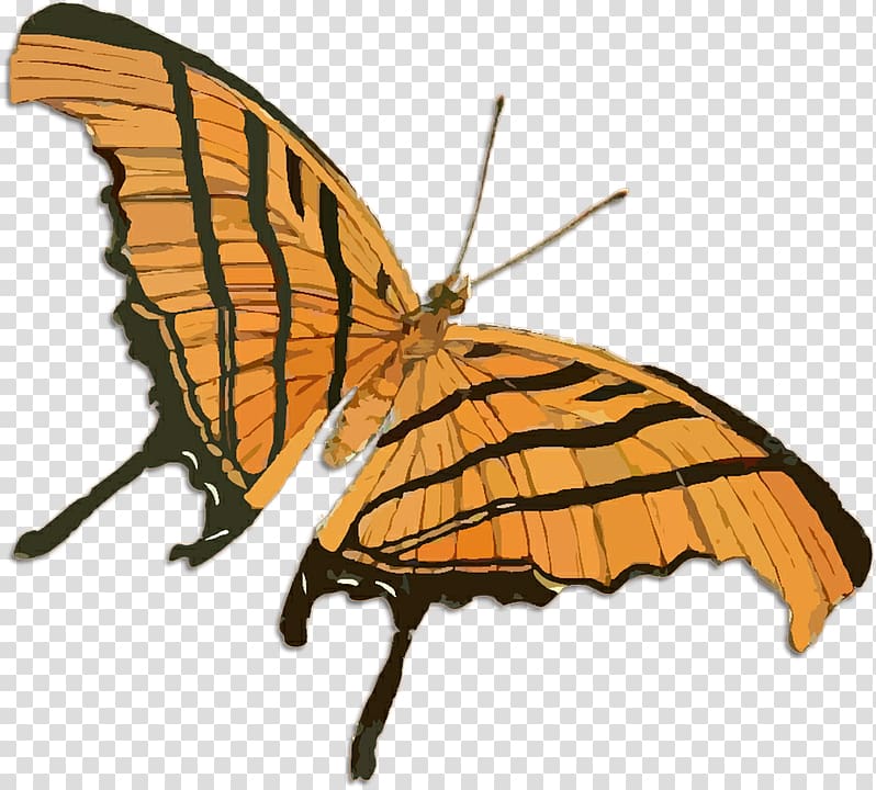 Drawing Butterfly , butterfly transparent background PNG clipart