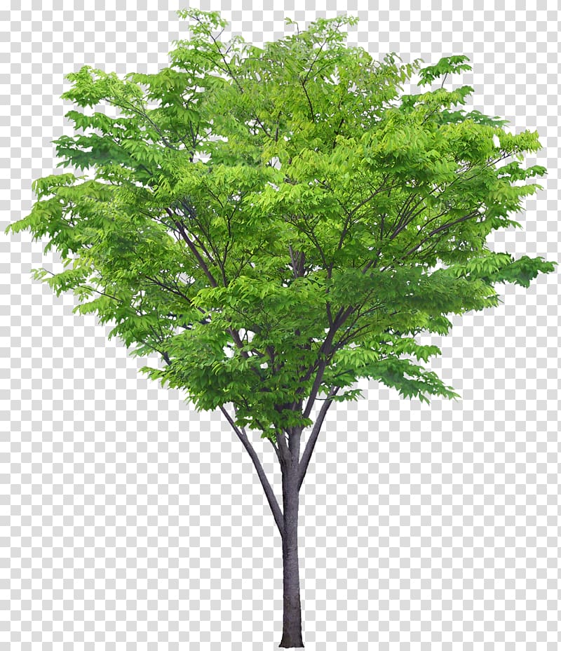 green leafed tree, Tree Landscape architecture, bushes transparent background PNG clipart