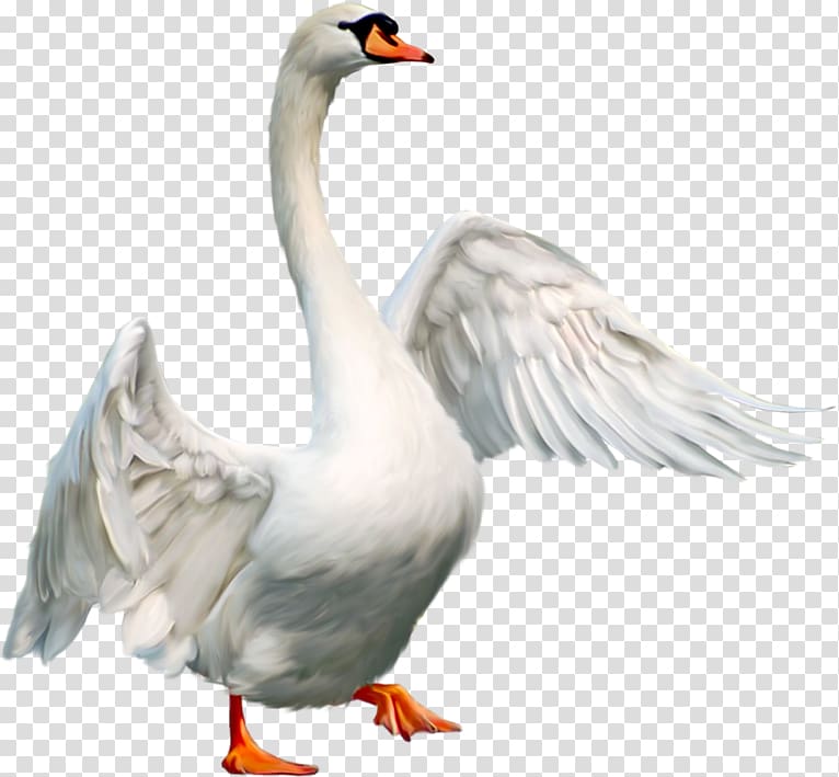 Cygnini Domestic goose Duck Bird, goose transparent background PNG clipart