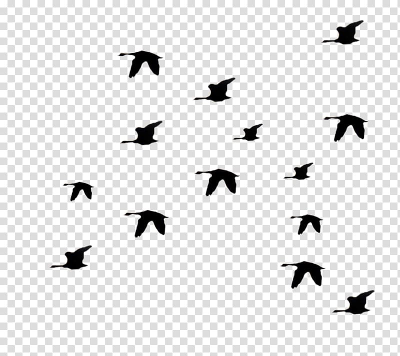 Bird Columbidae Flight , Bird transparent background PNG clipart