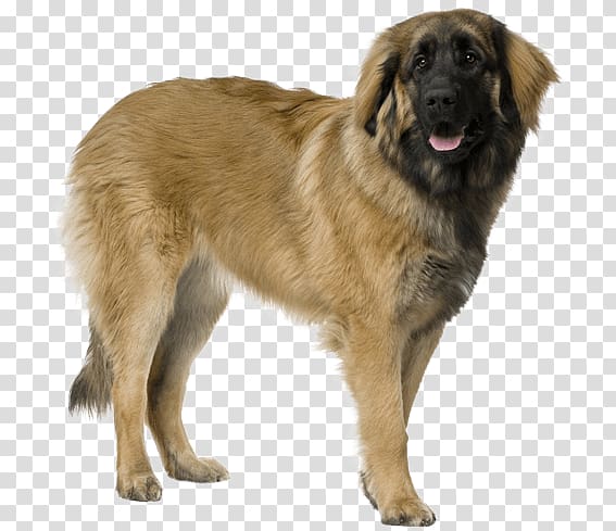 Estrela Mountain Dog Leonberger Sarplaninac Dog breed, puppy transparent background PNG clipart