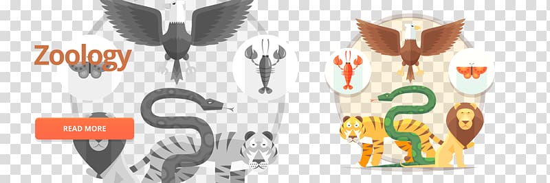 Zoology flat material transparent background PNG clipart
