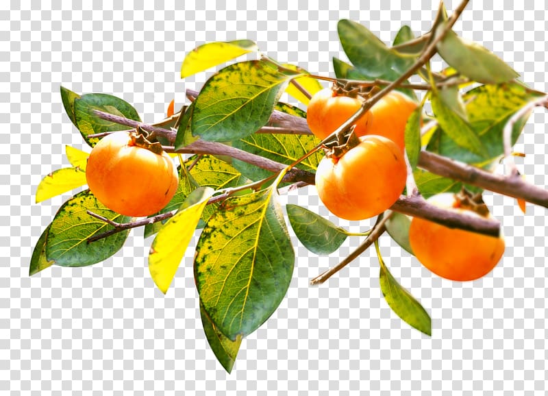 Template, Persimmon Tree Ornament transparent background PNG clipart