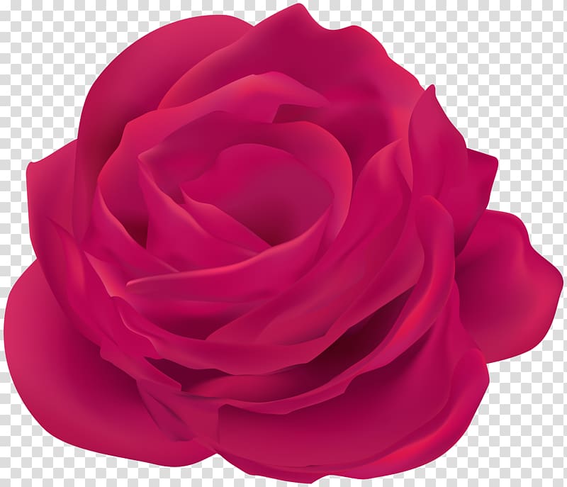 Garden roses Cabbage rose Blue rose Red, rose pink transparent background PNG clipart