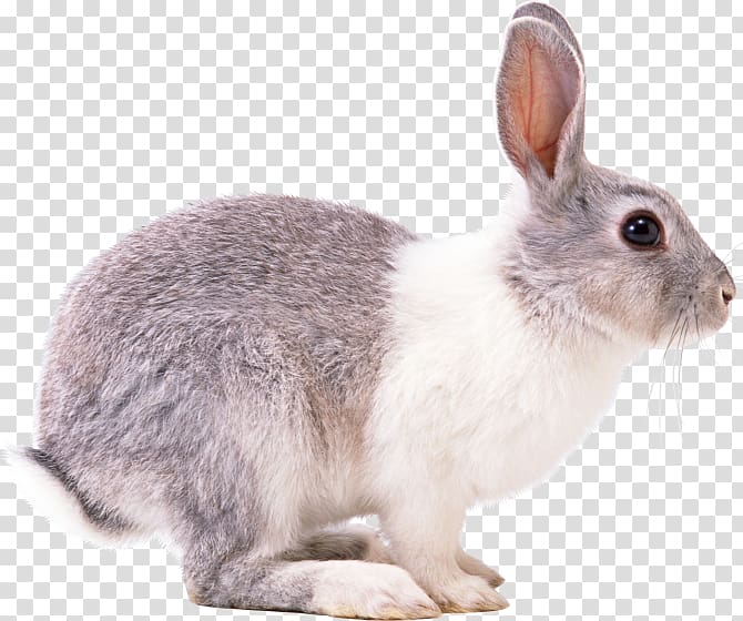 Hare European rabbit, rabbit transparent background PNG clipart