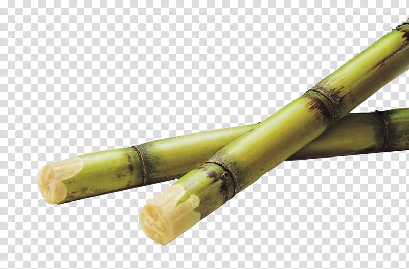 green bamboo sugar sticks , Sugarcane juice Saccharum officinarum Advertising, sugar cane transparent background PNG clipart