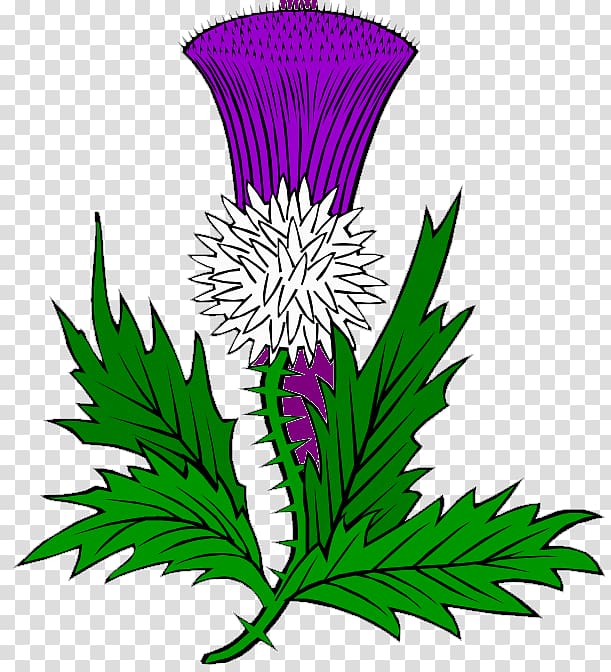 Thistle Scotland , others transparent background PNG clipart