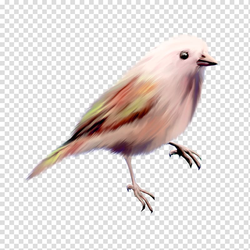 Bird , Color cute birds transparent background PNG clipart