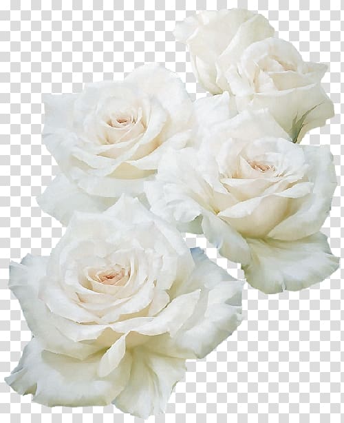 Blue rose White, rose transparent background PNG clipart