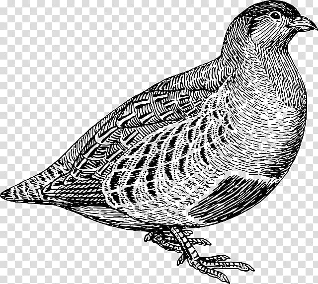 Quail Partridge Line art , biological rosemary grass transparent background PNG clipart