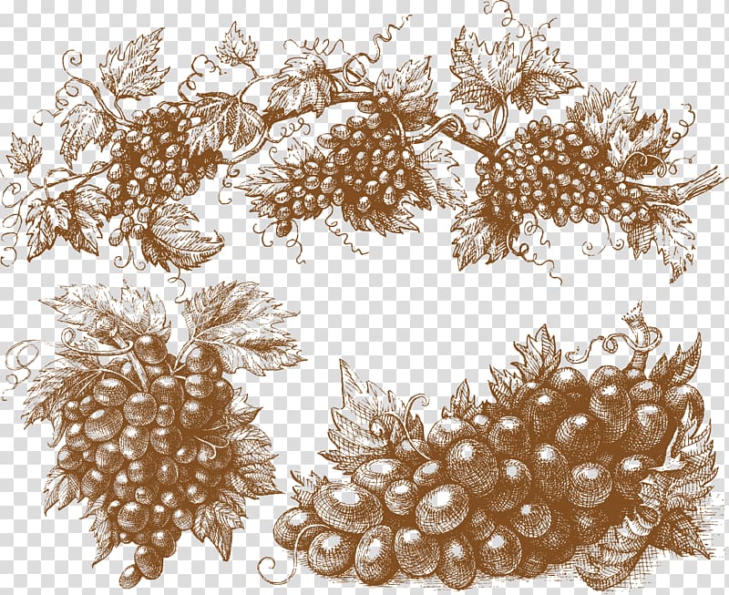 brown grapes border illustration, Muscadine grape Wine , grapes transparent background PNG clipart