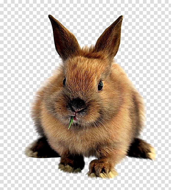 Easter Bunny Domestic rabbit Mountain hare, rabbit transparent background PNG clipart