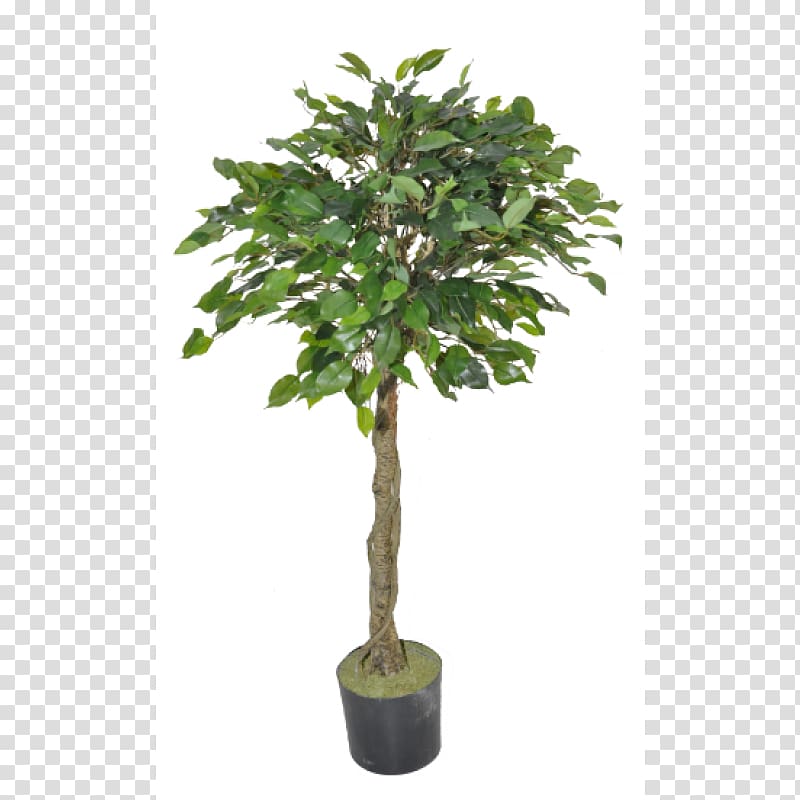 Tree Topiary Olive Albizia julibrissin Ornamental plant, thicket ficus transparent background PNG clipart