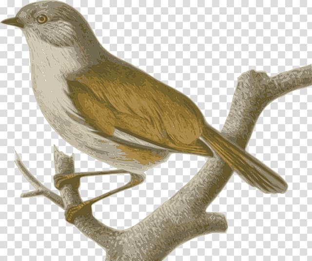 Sparrow Birds of the World: Recommended English Names Old World babbler Phylloscopidae, TWIG transparent background PNG clipart